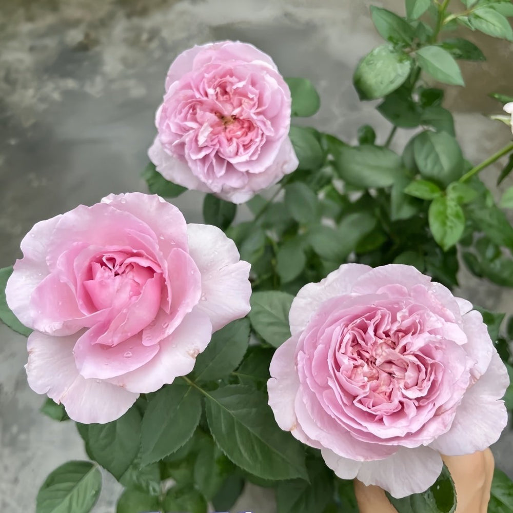 Repartil Rose Plant｜重启玫瑰 image 7