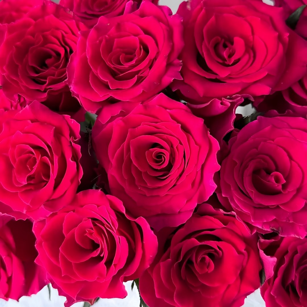 Gotcha Rose Plant|高盛/高胜 image 7