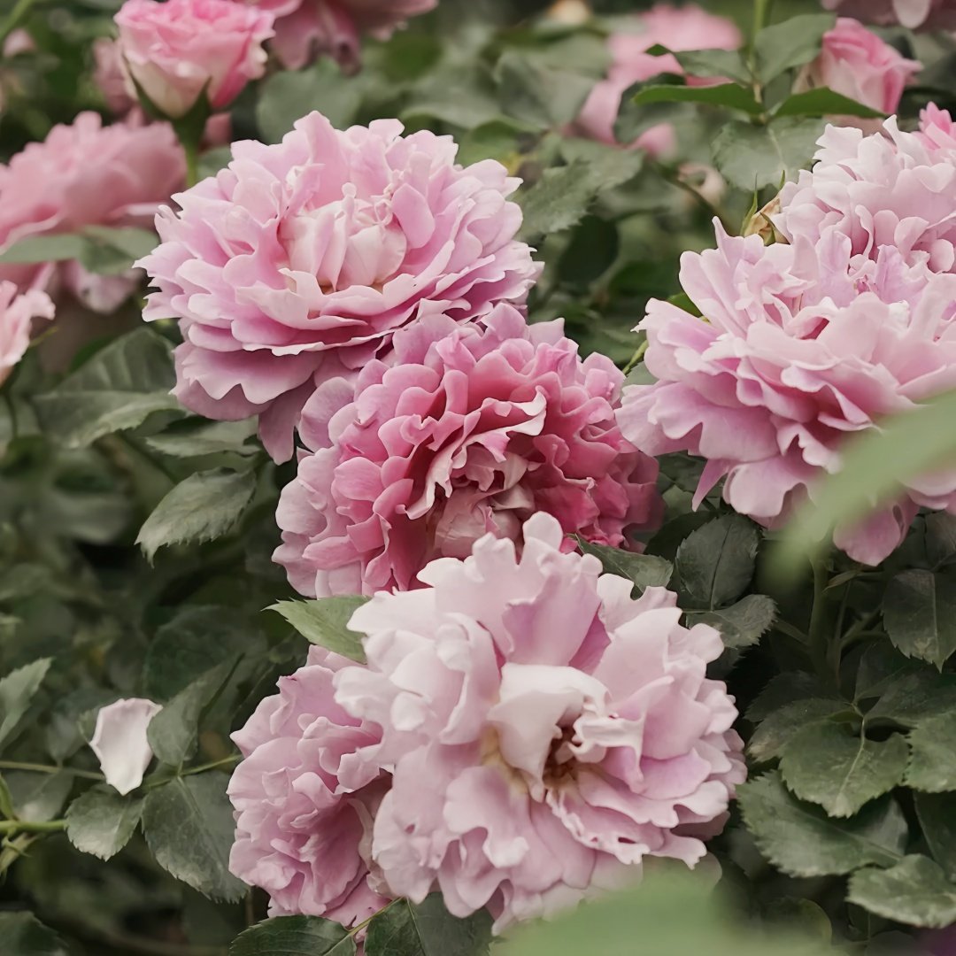 Fancy Ruffle Rose Plant｜花式褶皺玫瑰 image 6