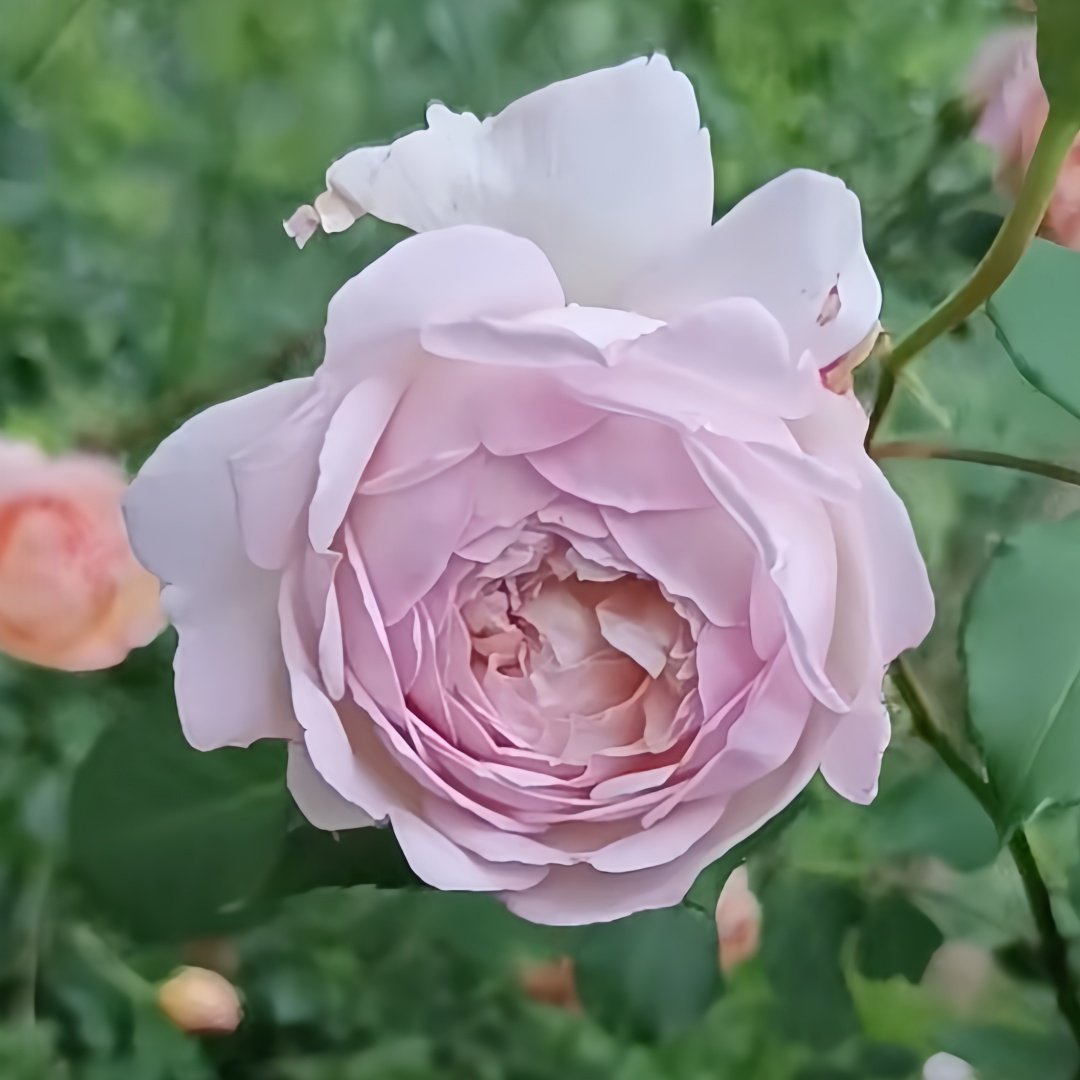 Sucre Rose Plant|砂糖 image 5