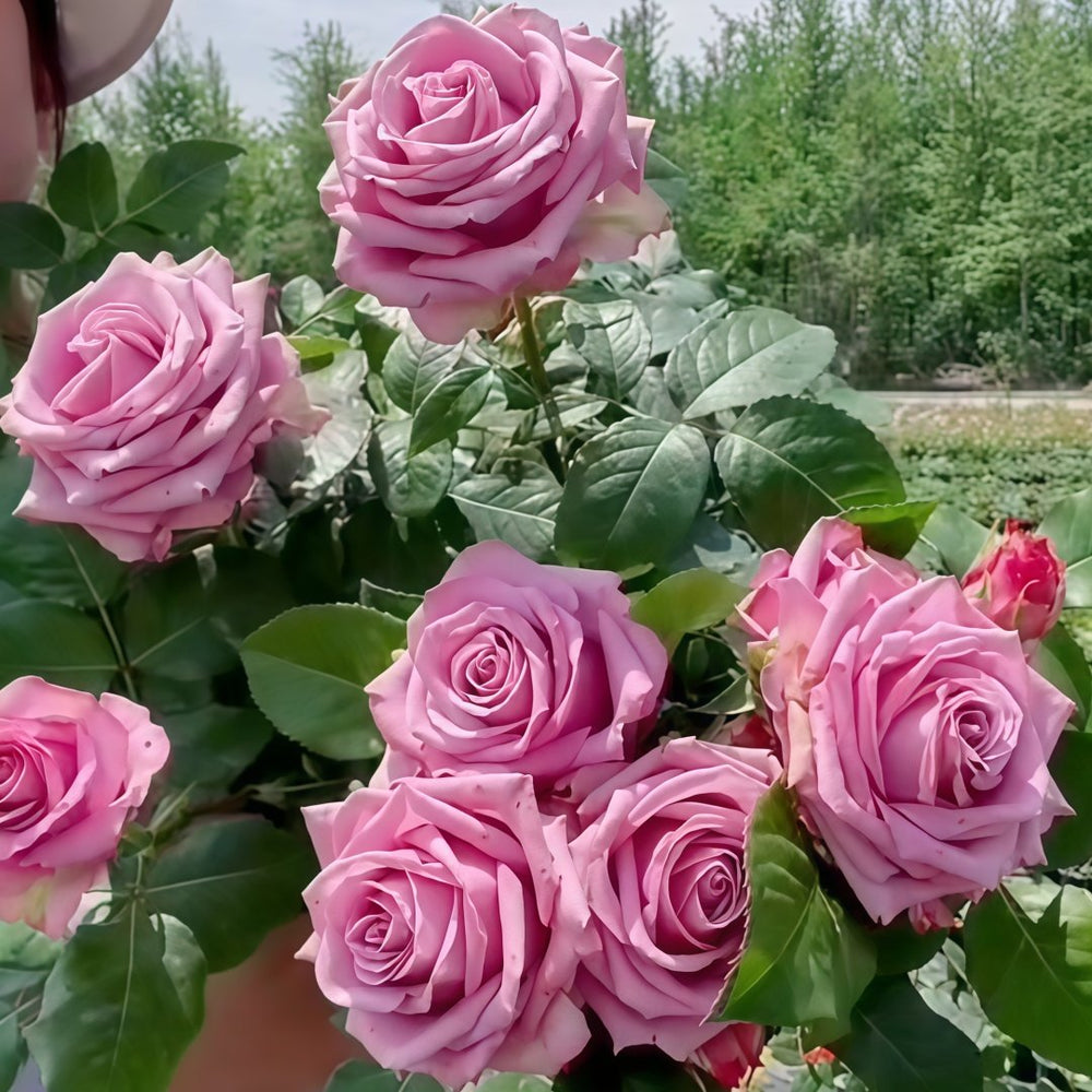 Cool Water Rose Plant|冷美人 image 7