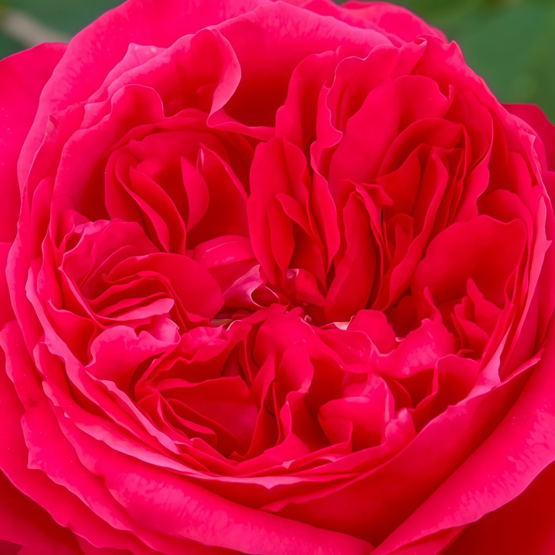 Red Ribbon Ruban Rouge Rose Plant ｜红丝带 image 7