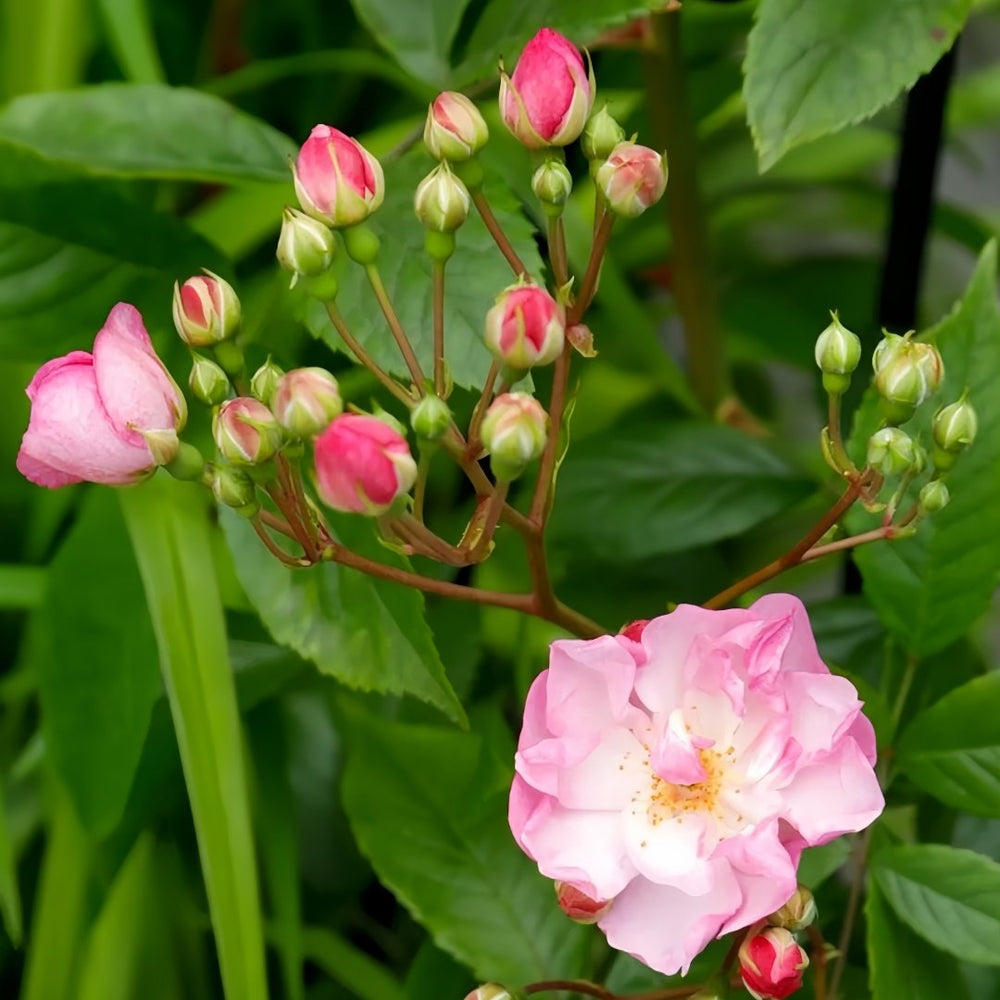 Lavender Siluetta Rose Plant|薰衣草剪影 image 5