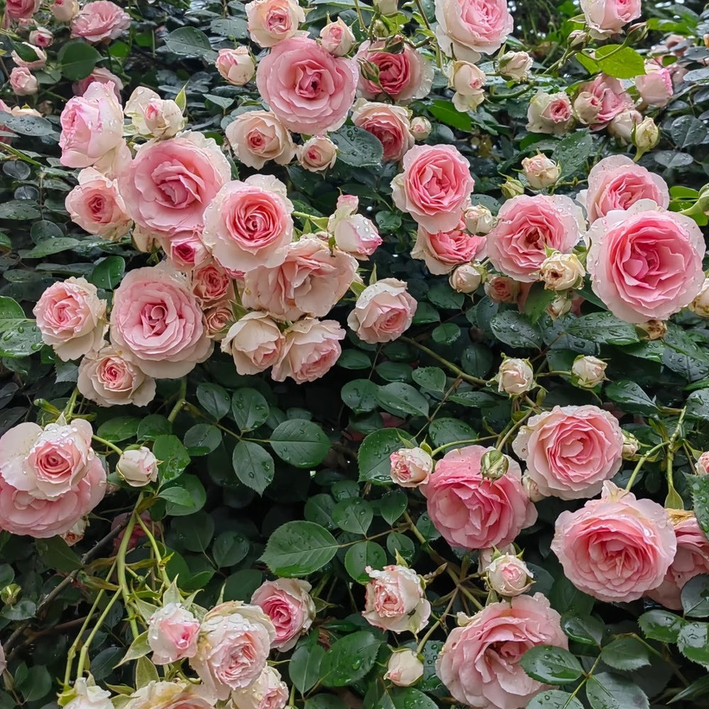 Mimi EdenMeiland Rose Plant|小伊甸园 image 6