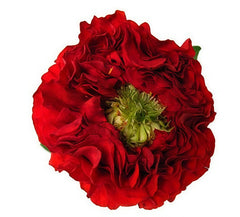 Red Eye Rose Plant｜红眼睛 image 3