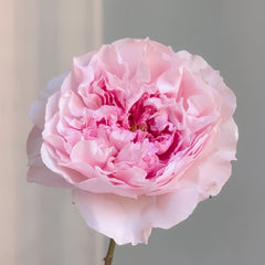 Rosalind Rose Plant｜罗莎琳达 image 1