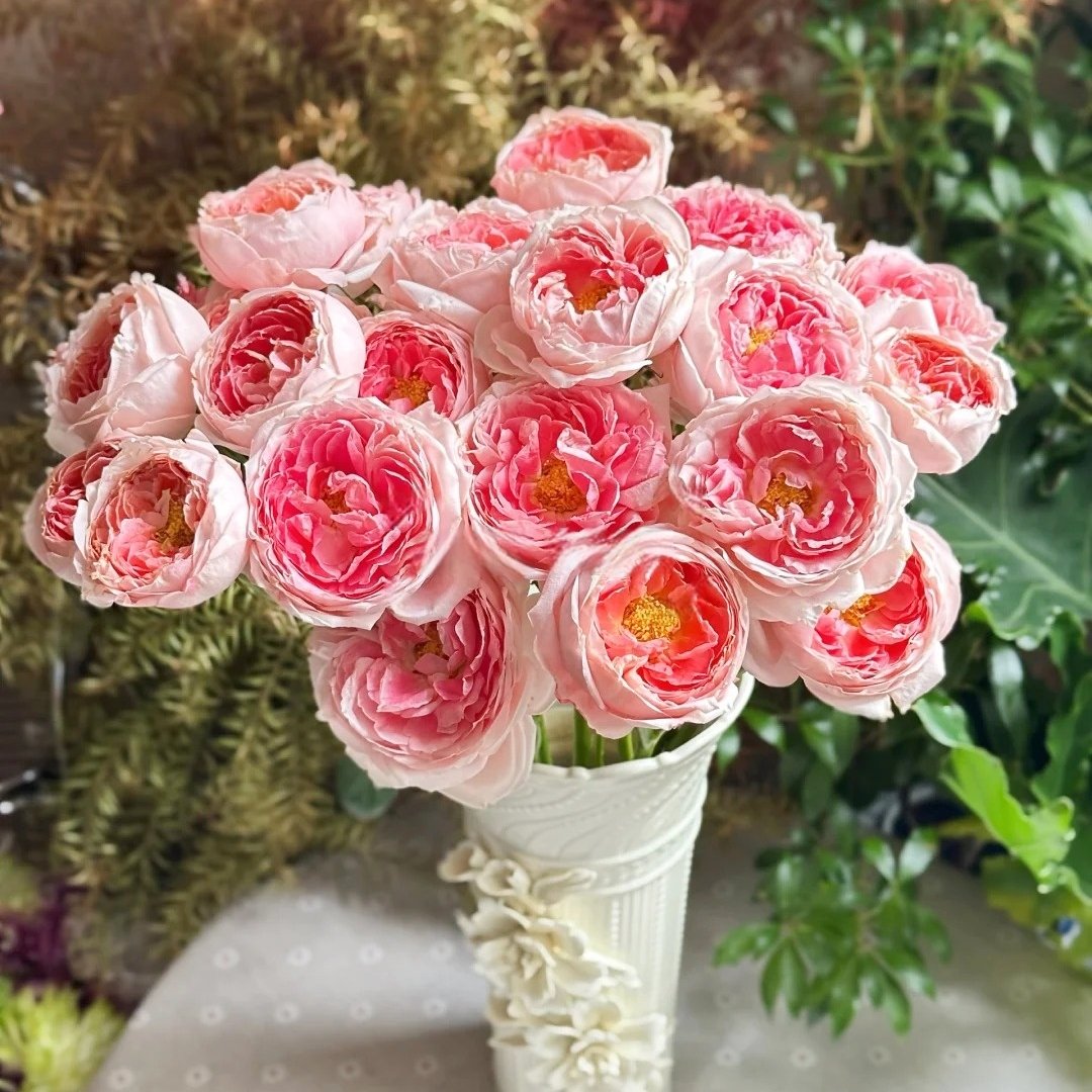 Princess Sakura Rose Plant|樱花公主 image 0