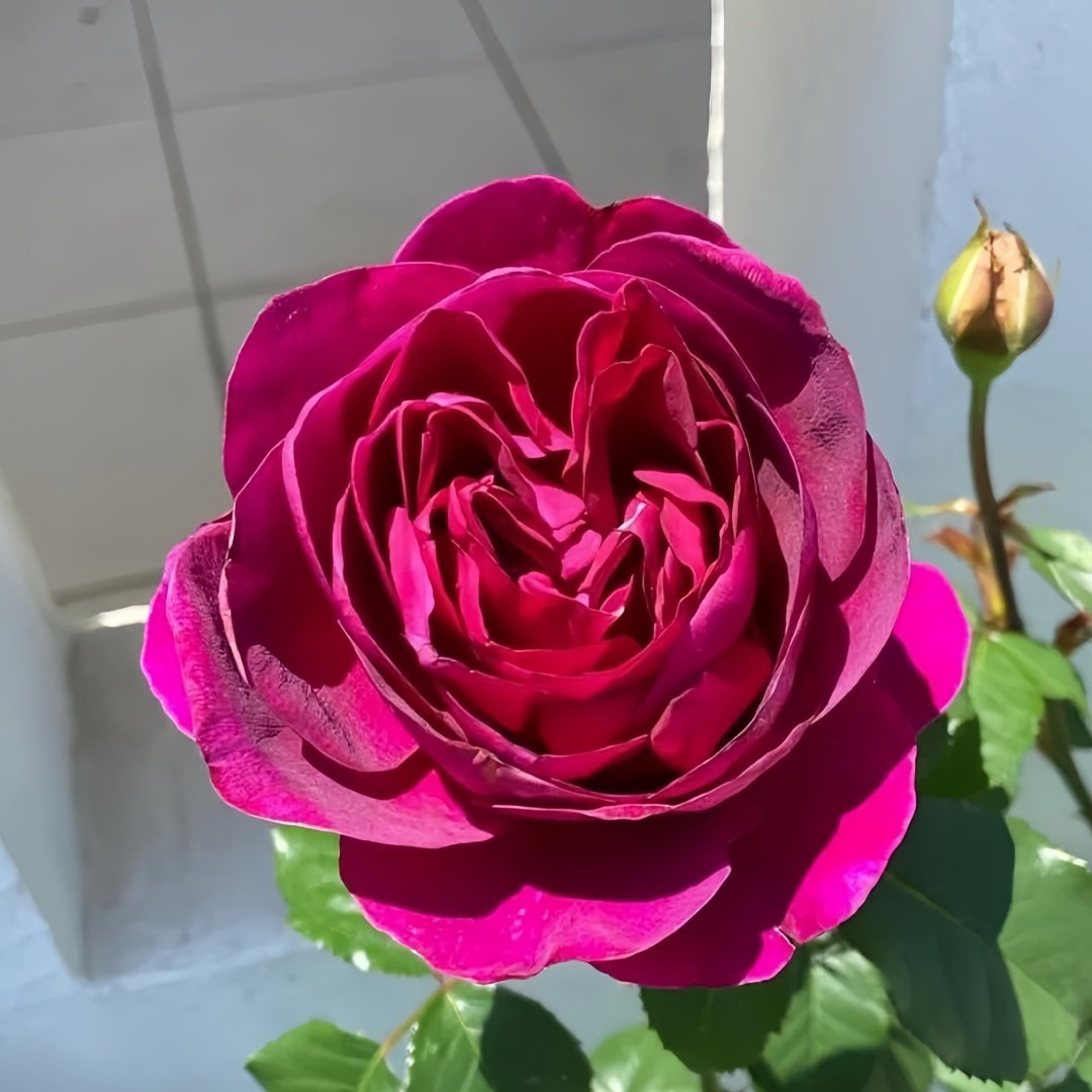 Le Temps Des Cerises Rose Plant|樱桃时节 image 6
