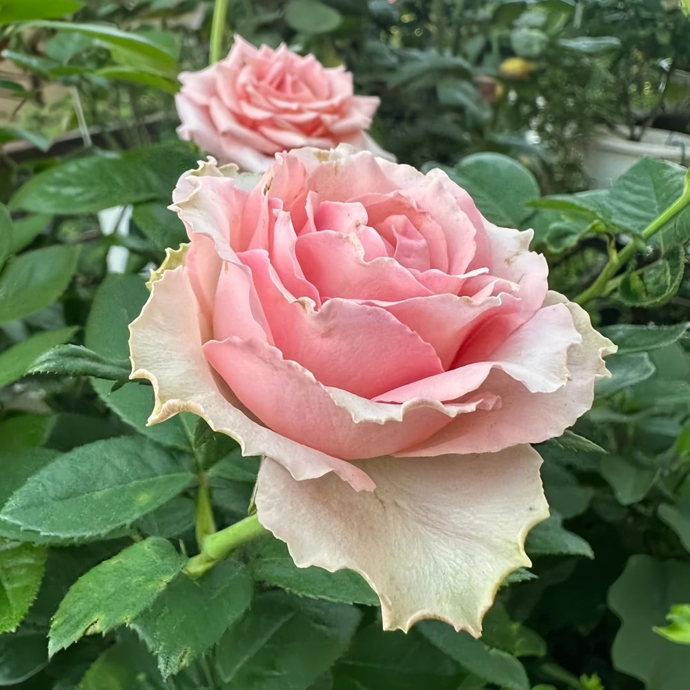 Kanata Rose Plant｜彼岸 image 5
