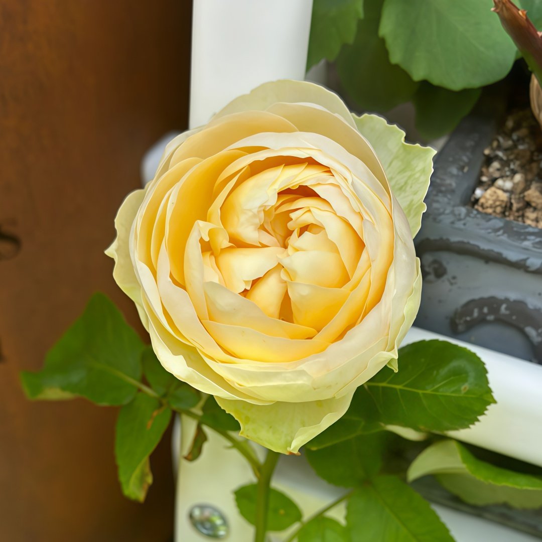 Vanilla Catalina Rose Plant｜香草卡特琳娜 image 4