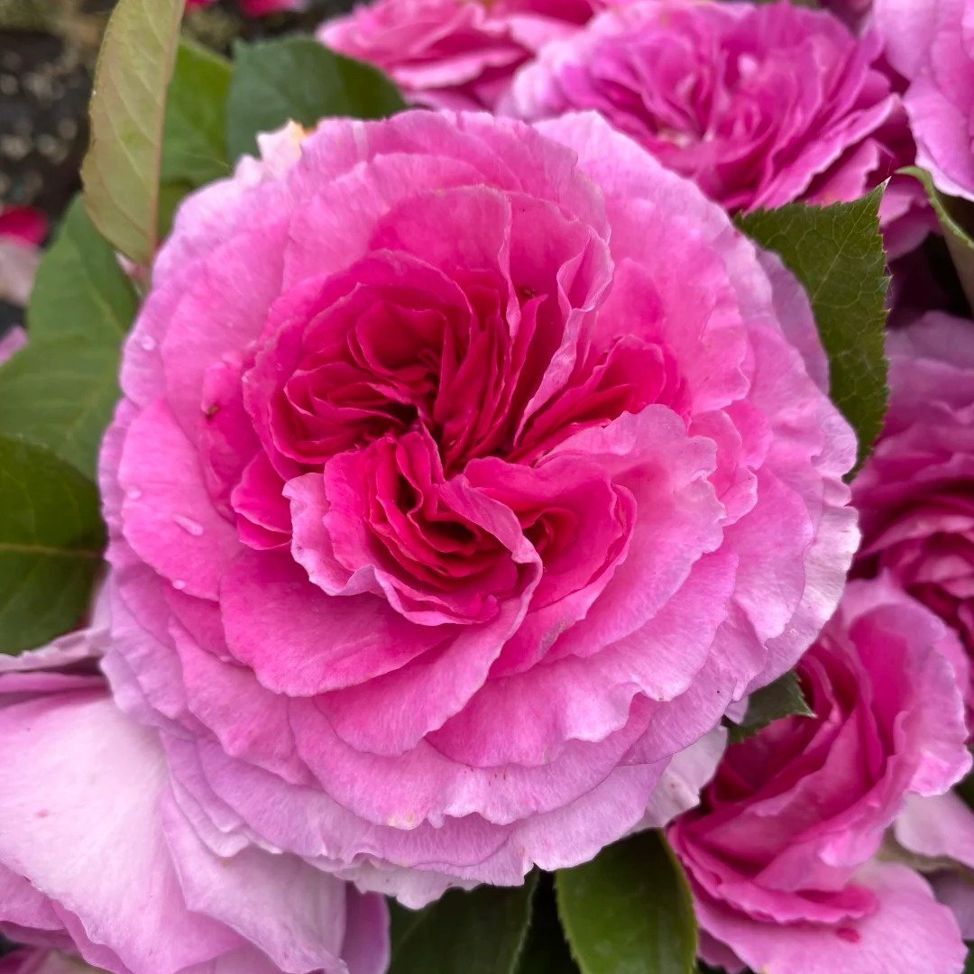 Fräulein Maria Rose Plant｜音乐之声 image 2