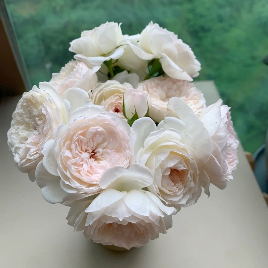 Arietta Rose Plant|小抒情曲 image 3