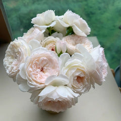 Arietta Rose Plant|小抒情曲 image 3