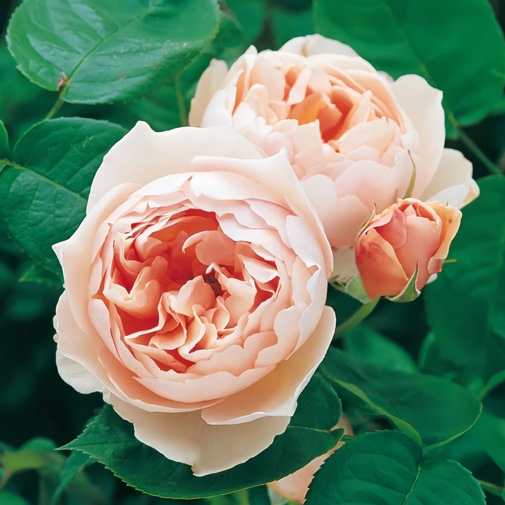 The Shepherdess Rose Plant|牧羊女 image 8