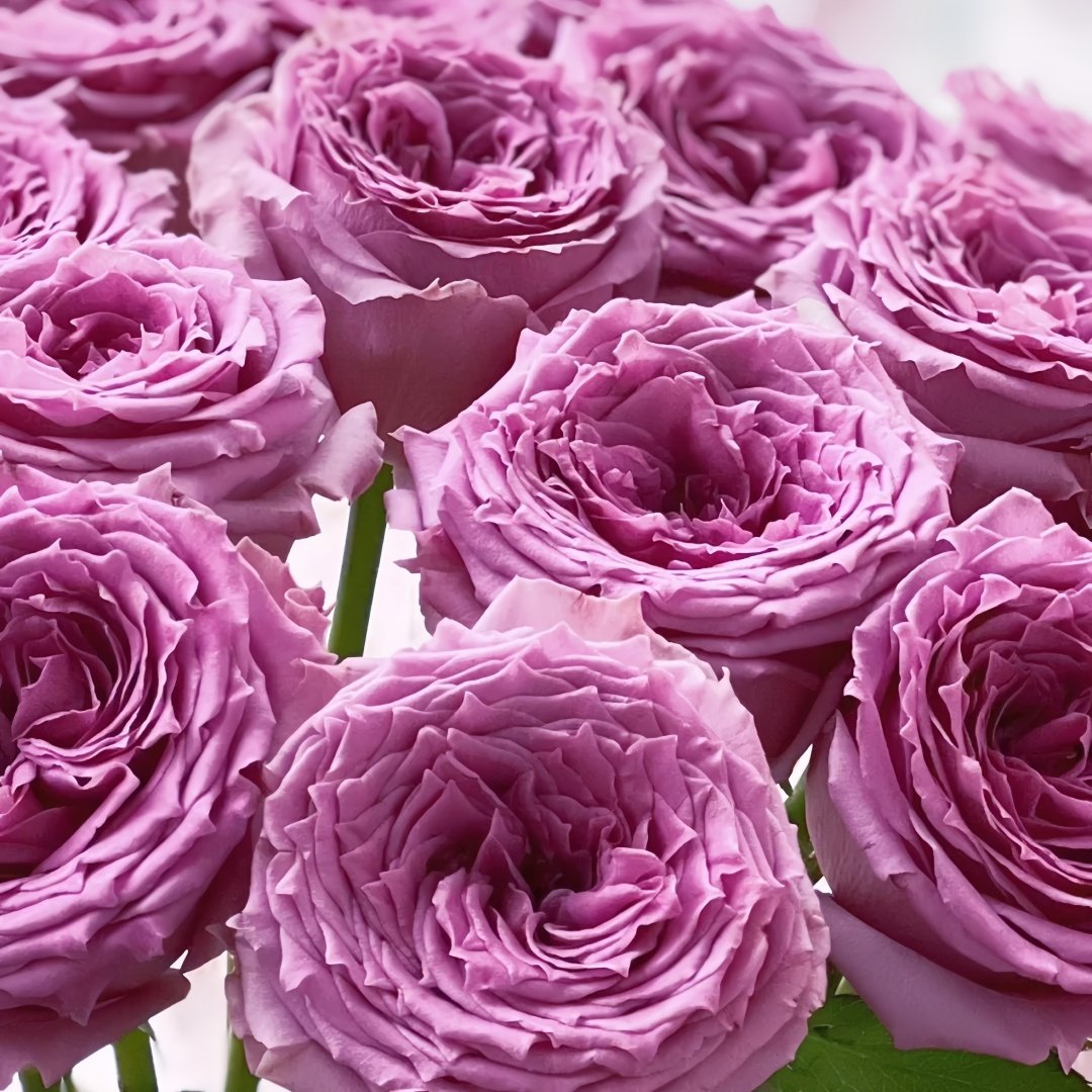 Country Spirit Song Rose Plant|乡村音乐 image 7