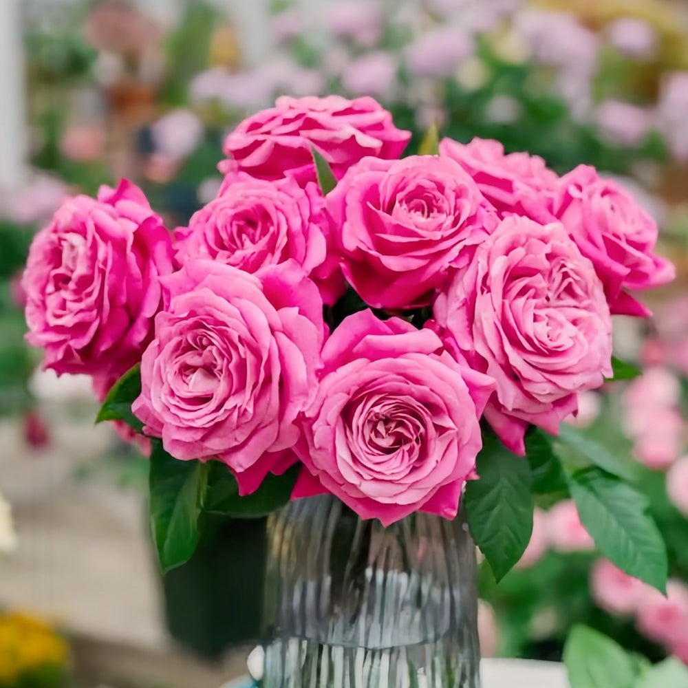 All four love Rose Plant｜四爱 image 4