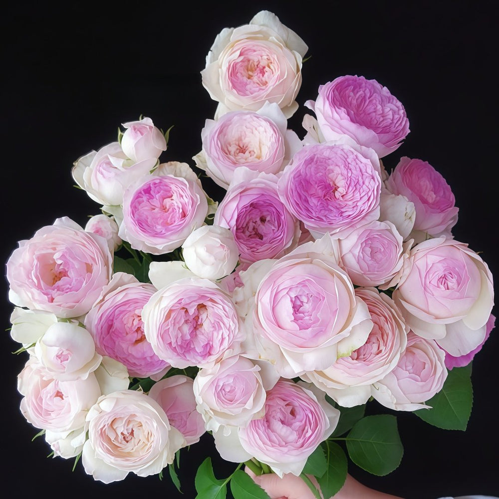 Vesalius Rose Plant｜维萨里 image 6