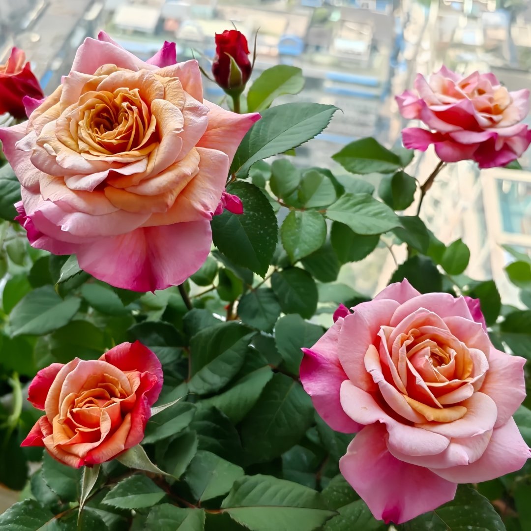 Miyabi Rose Plant｜雅致玫瑰 image 9