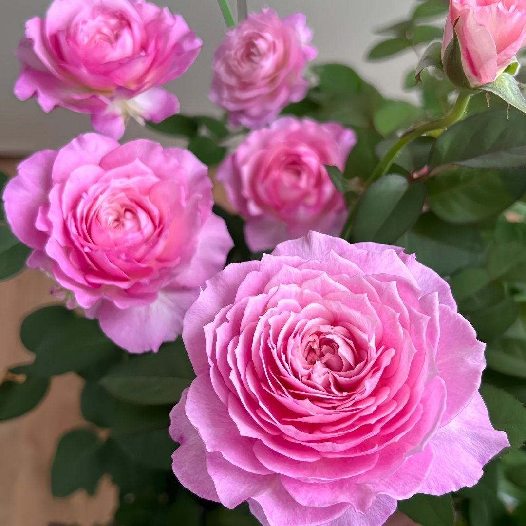 Xingyuan Xueqing Rose Plant | 杏苑雪晴 image 5