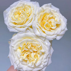 White Ashley Rose Plant｜白色艾希莉 image 3