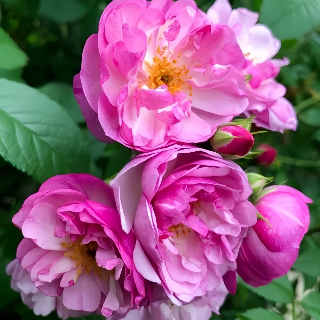 Lavender Siluetta Rose Plant|薰衣草剪影 image 4