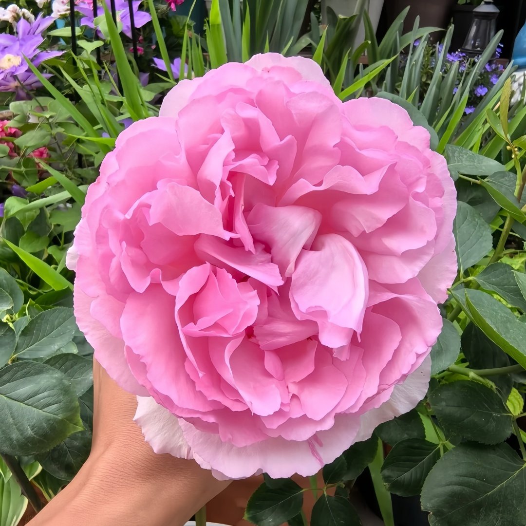 Aromatique Rose Plant｜伊芙芳香世家 image 3
