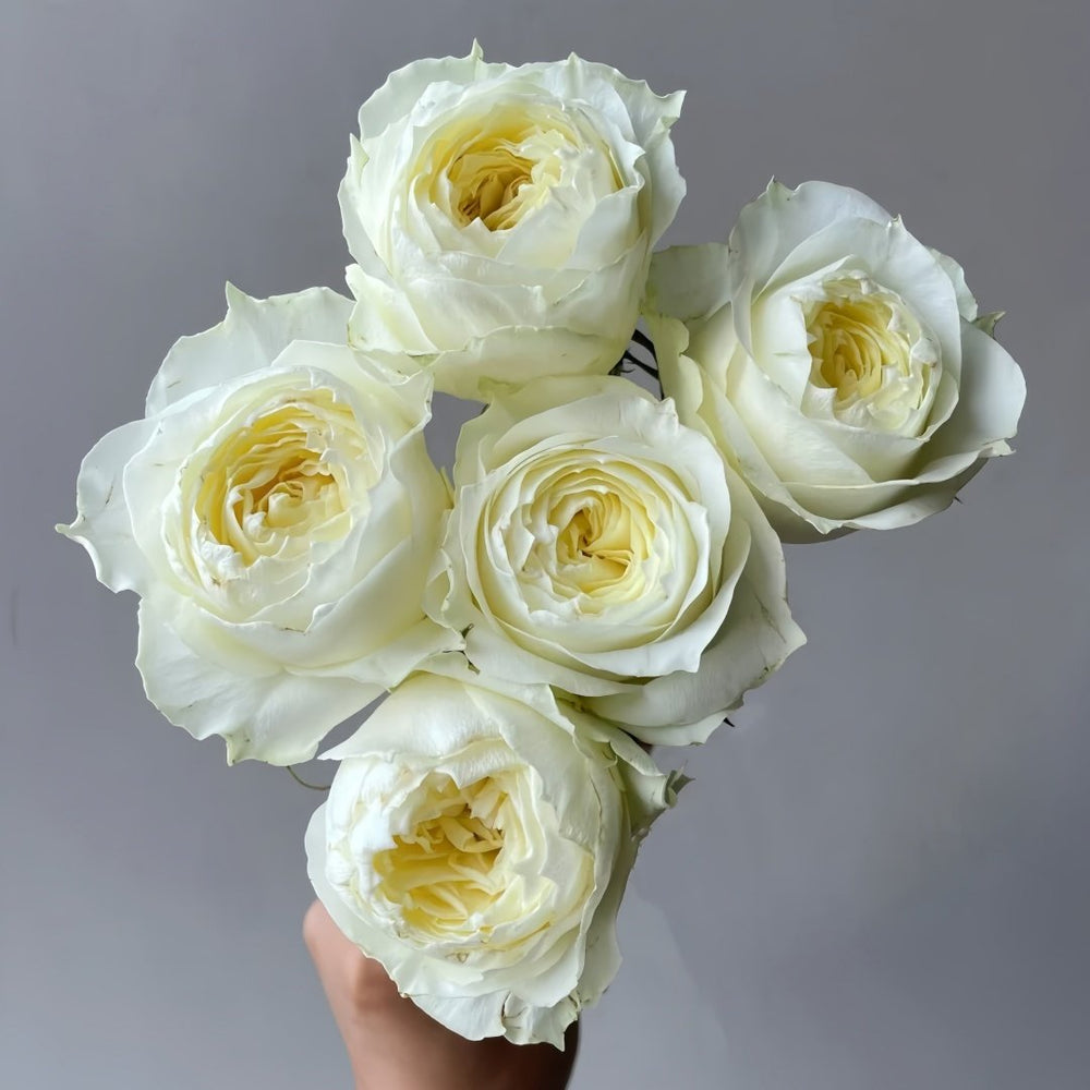 Coldplay Rose Plant|酷玩 image 6