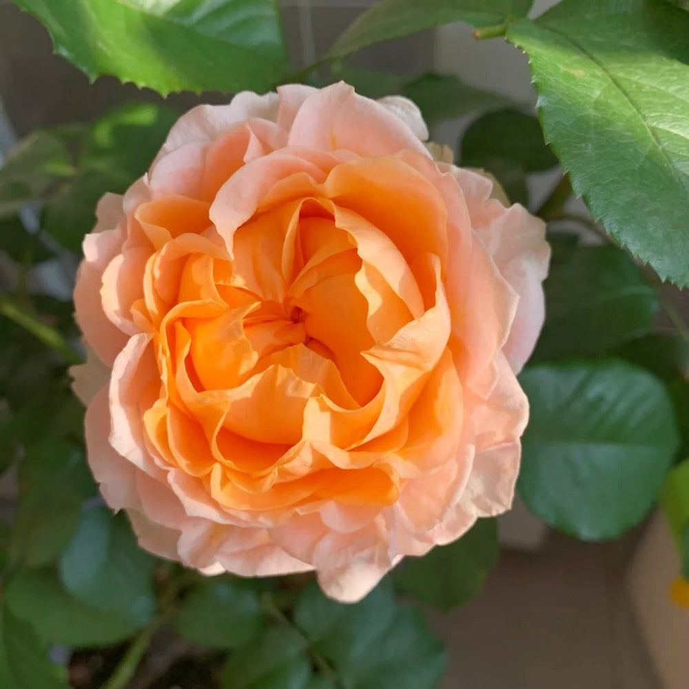 Georgia Peach Rose Plant | 格鲁吉亚蜜桃 image 3
