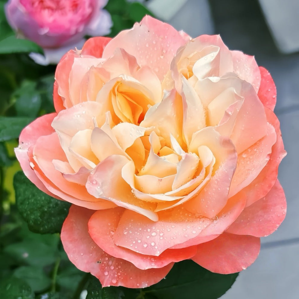 Chance Pom Rose | 苹果运气 image 1