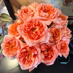 Dragonfly Rose Plant|蜻蜓/飞龙在天 image 2