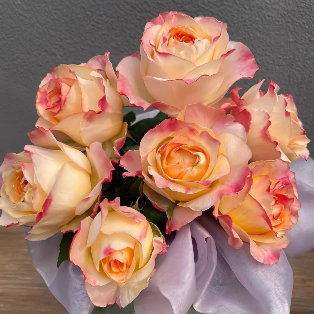 Poetica Rose Plant|诗歌 image 6
