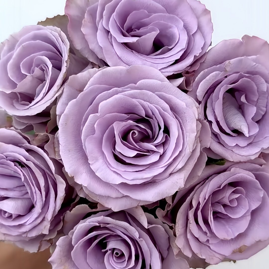 Grey Knights Rose Plant｜灰骑士 image 6