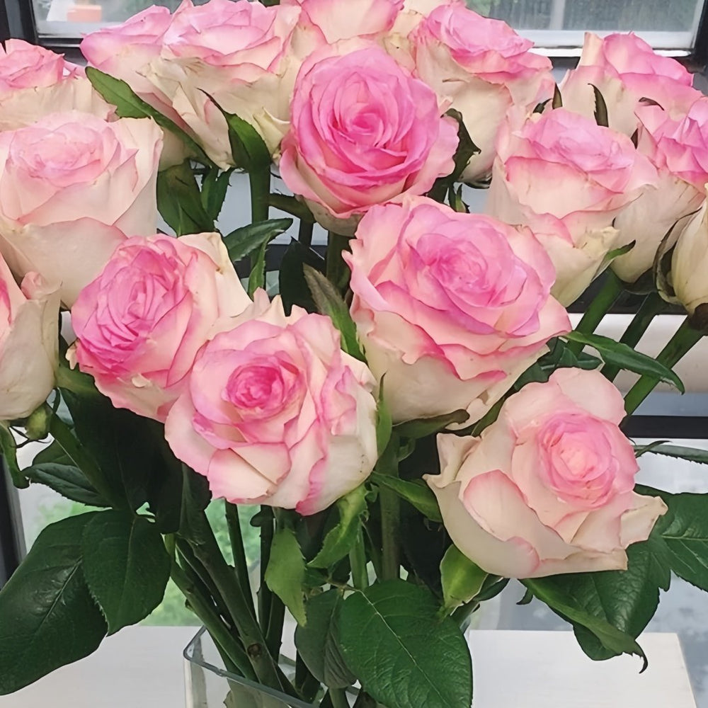 Red Sleeve Rose Plant|红袖 image 3