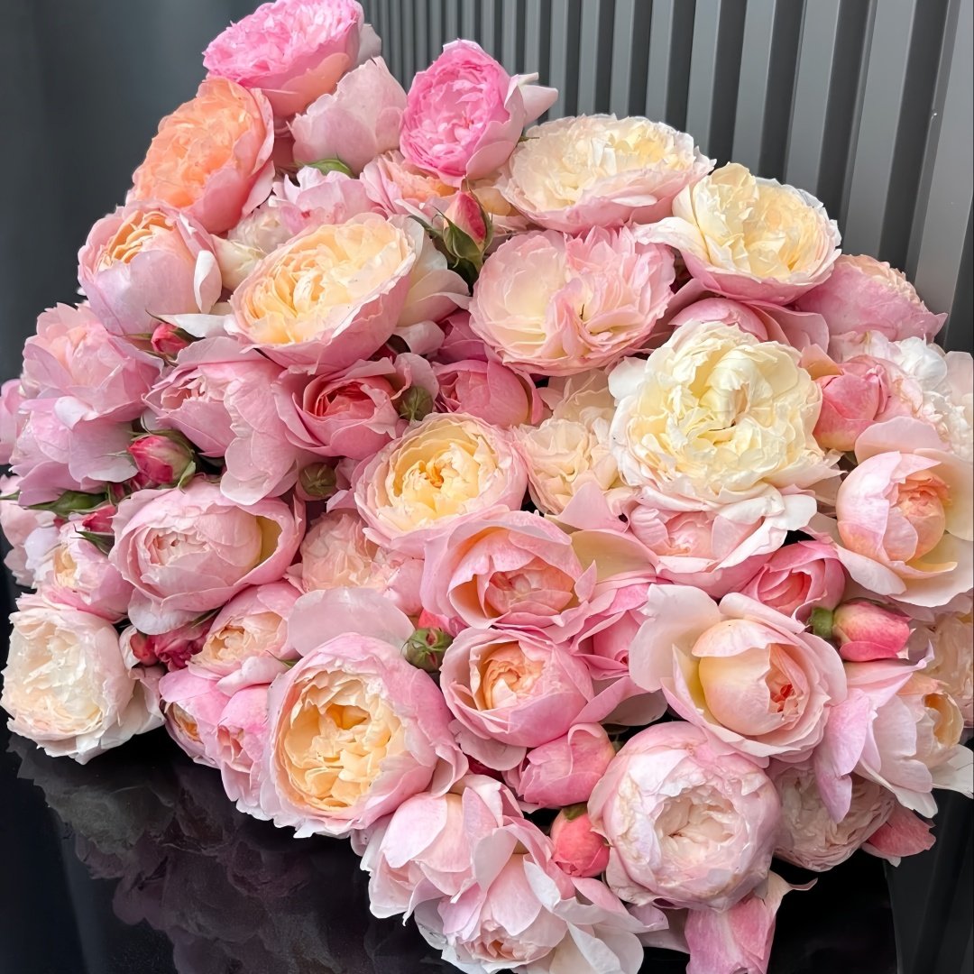 Yingyingfen Rose Plant|盈盈粉 image 1