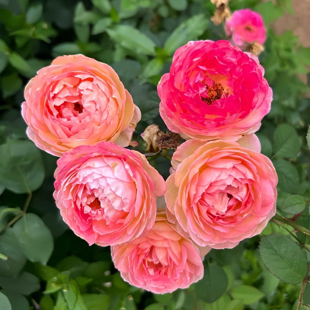 Rosomane Janon Rose Plant | 罗曼尼詹森 image 7