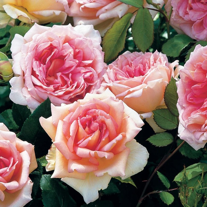 Janet Rose Plant｜珍妮特 image 1