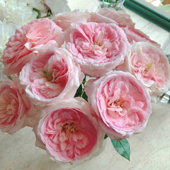 Bella Linda Kiss Rose Plant｜亲吻琳达 image 0