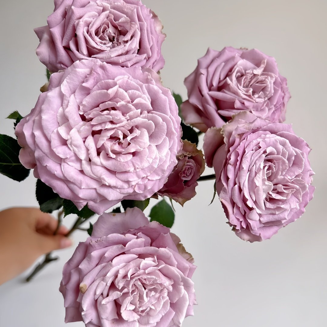 Blue Story Rose Plant｜蓝色物语 image 4