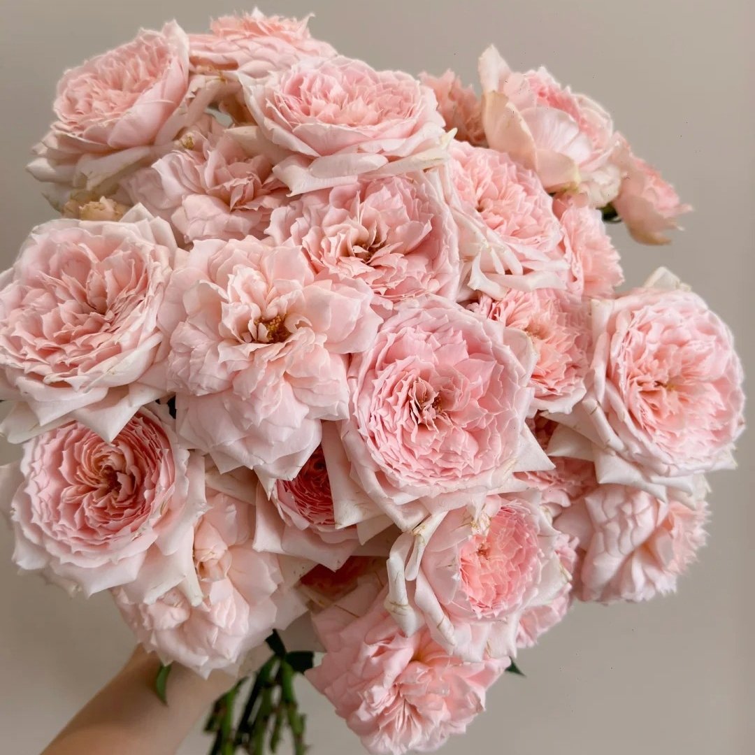 Princess Hitomi Rose Plant｜仁美公主 image 5