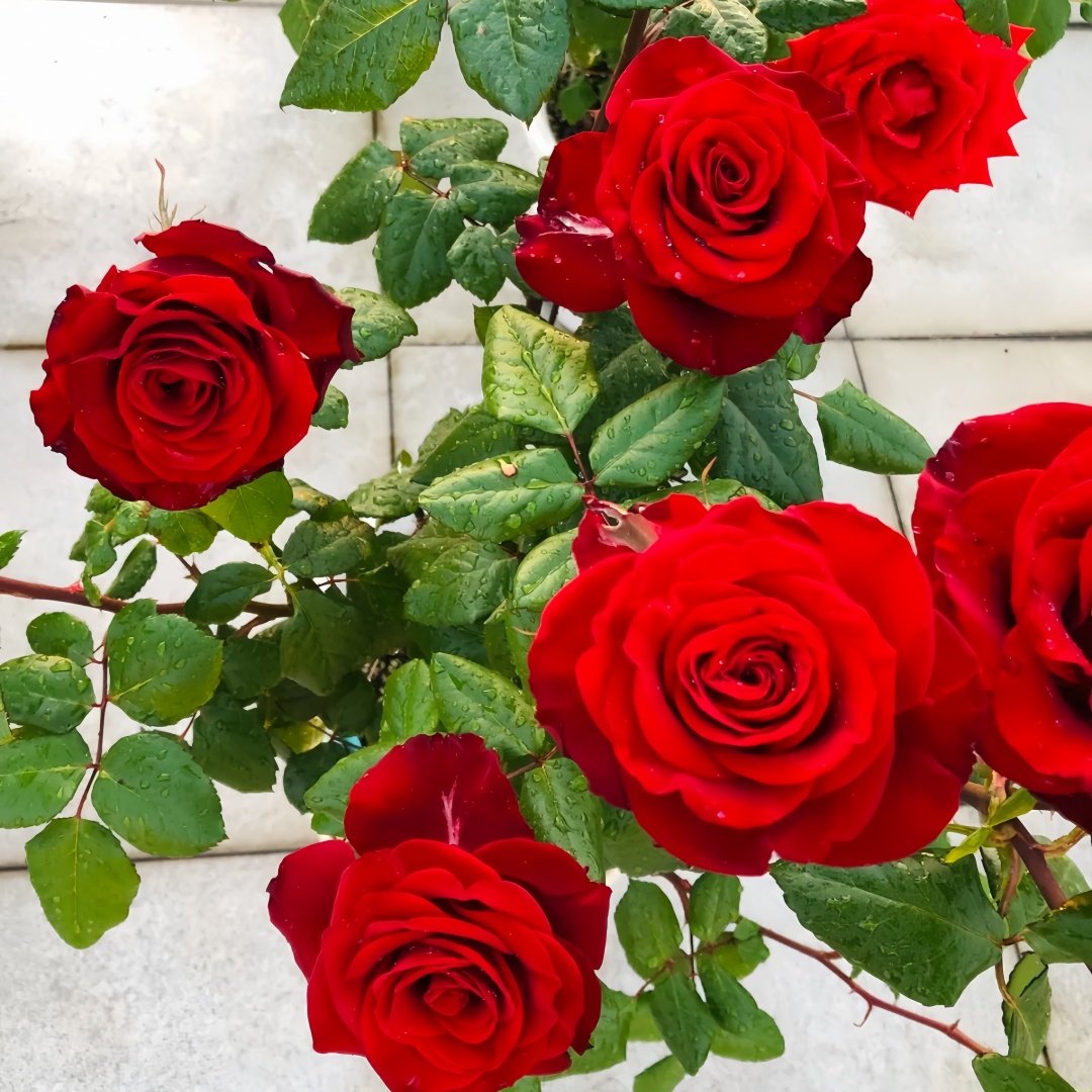 Plateau Red Rose Plant｜高原红 image 9