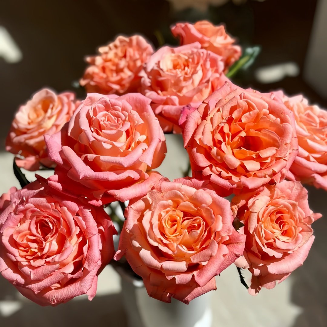 Yanluo Rose Plant|烟罗 image 2