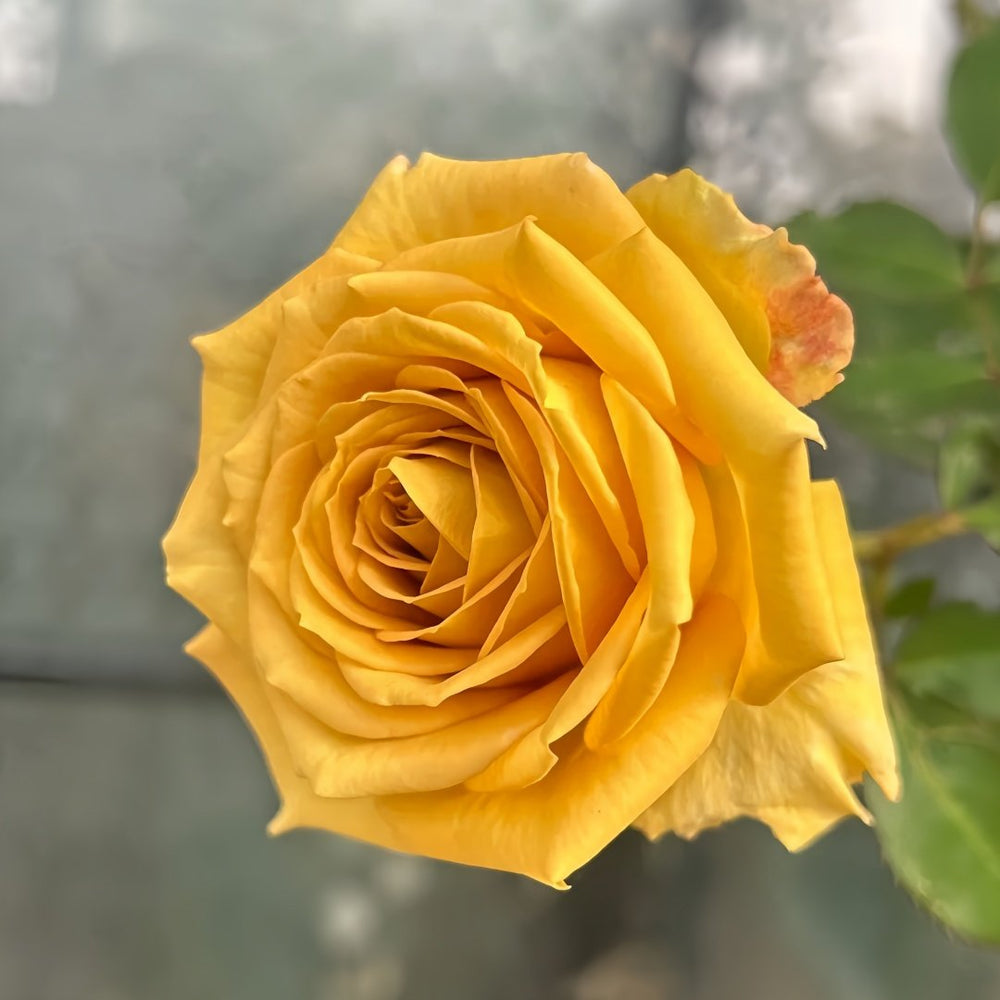 Spoiler Rose Plant｜捣蛋鬼 image 9