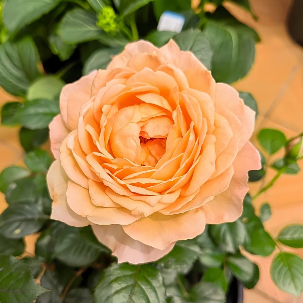 Capri Rose Plant | 卡普里 image 1