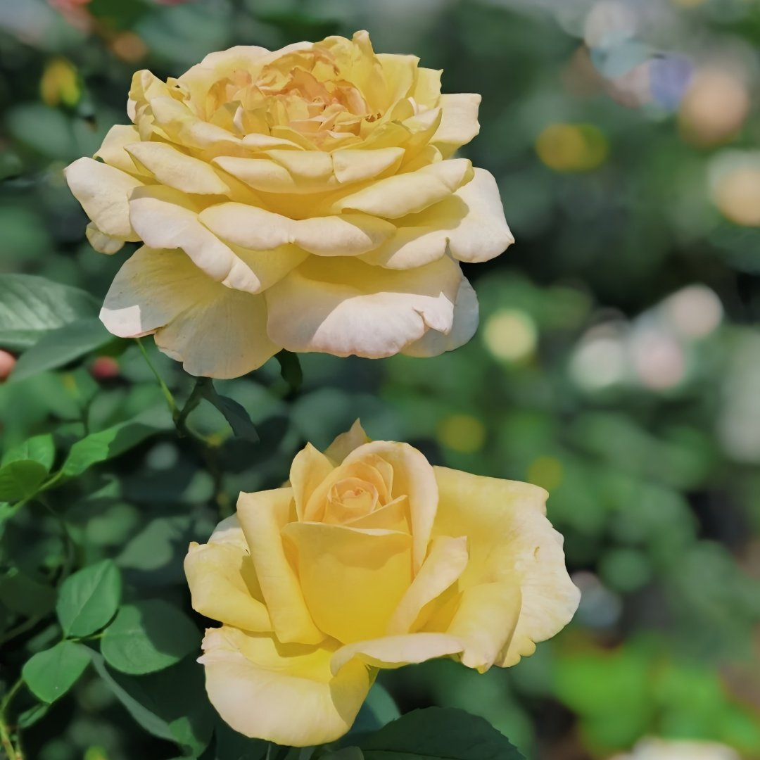 Golden silk Rose Plant|金绸 image 3