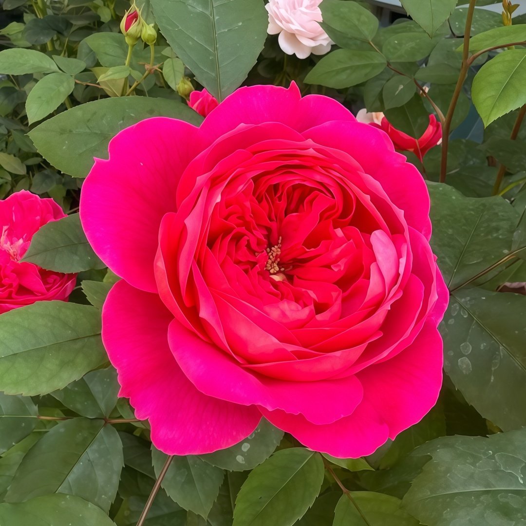 Benjamin Britten Rose Plant｜本杰明布里顿 image 1