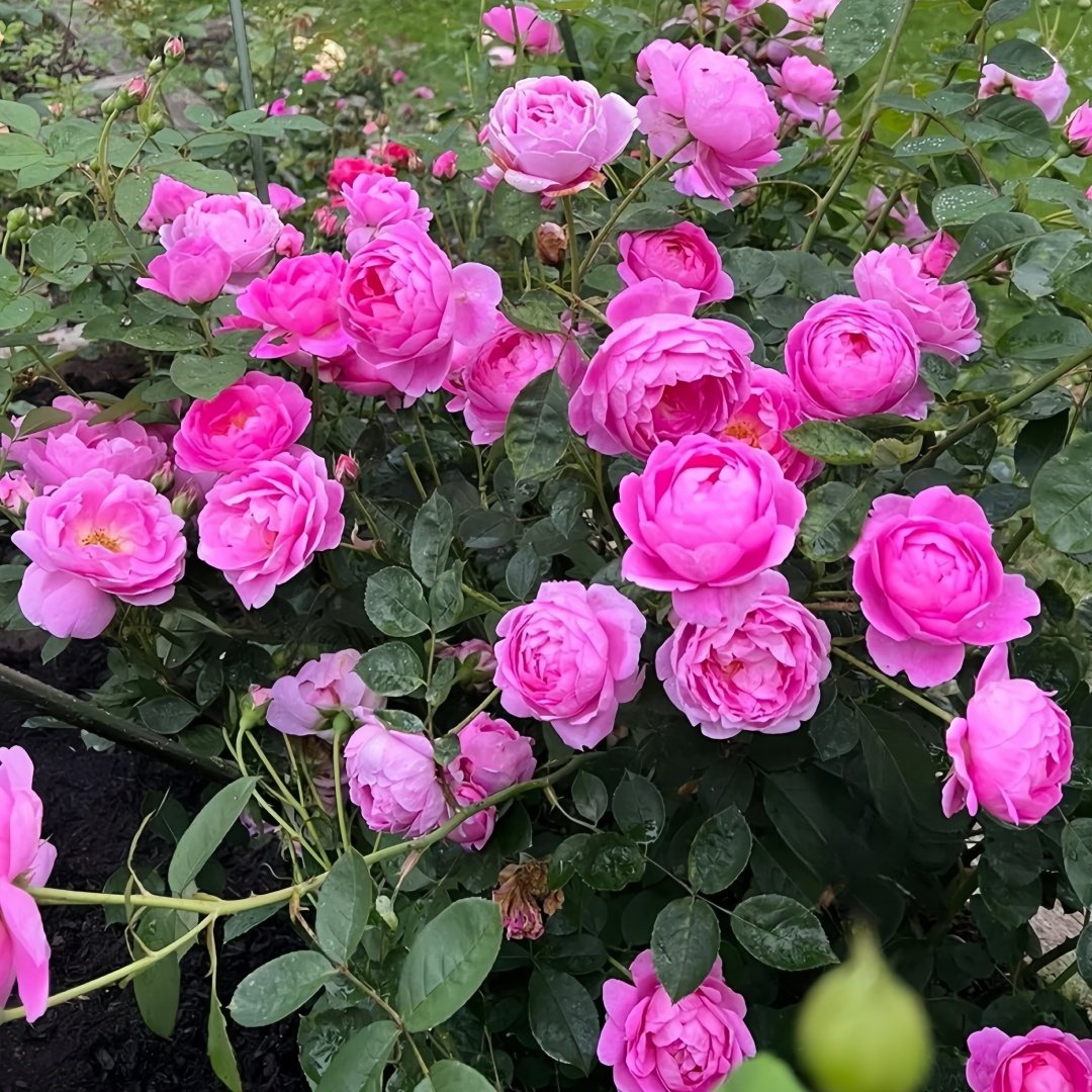 Royal Jubilee Rose Plant| 皇家庆典 image 9