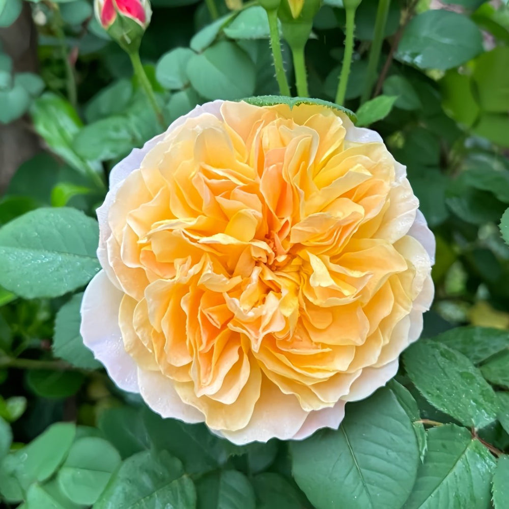 The Impressionist Rose Plant｜印象派 image 1
