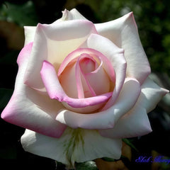 Rosa 'Hatsukoi' Rose Plant | 京成初恋 image 0