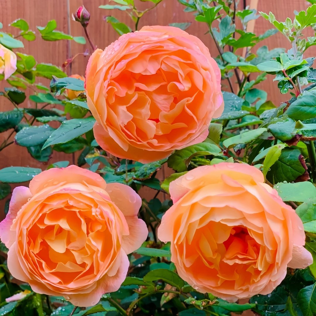 Lady Emma Hamilton Rose Plant｜艾玛·汉密尔顿夫人 image 7