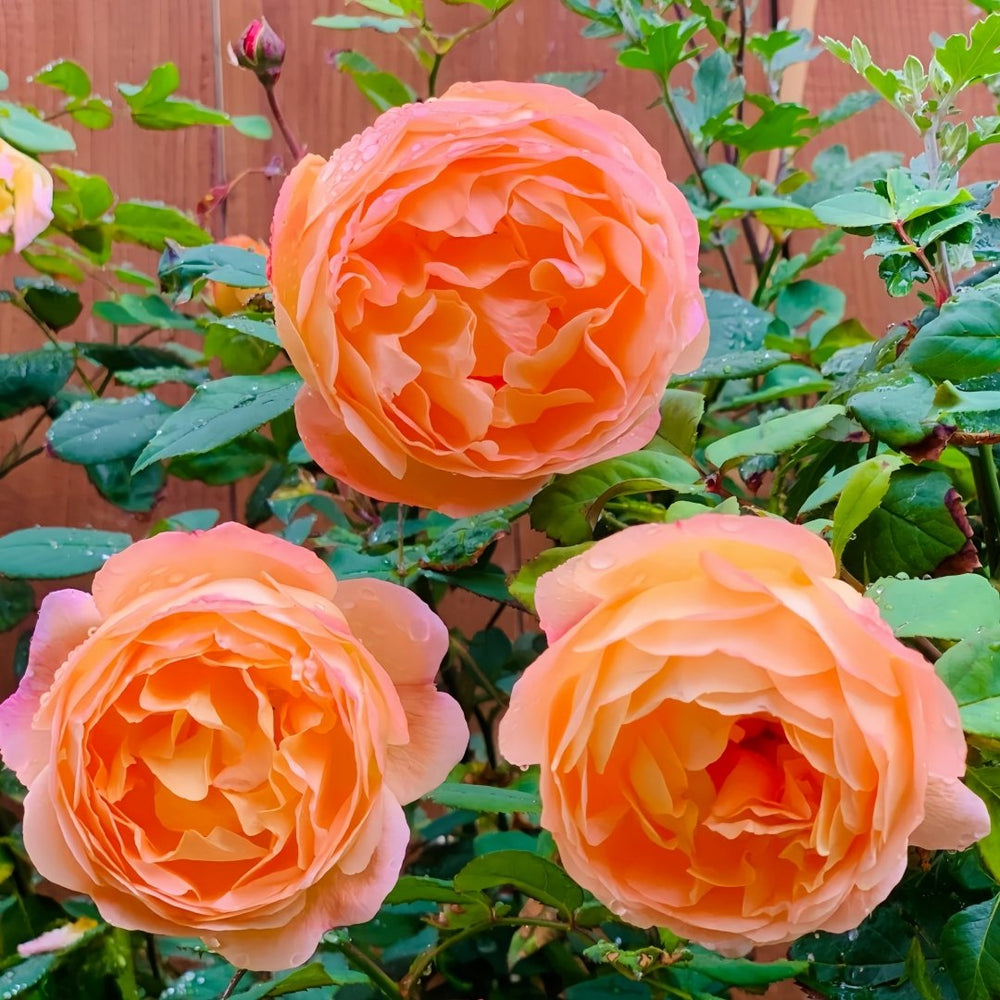 Lady Emma Hamilton Rose Plant｜艾玛·汉密尔顿夫人 image 7